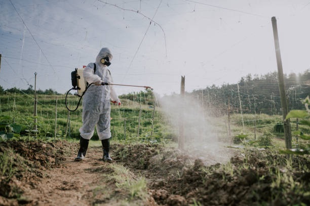 Best Best Pest Control Companies  in Pacheco, CA