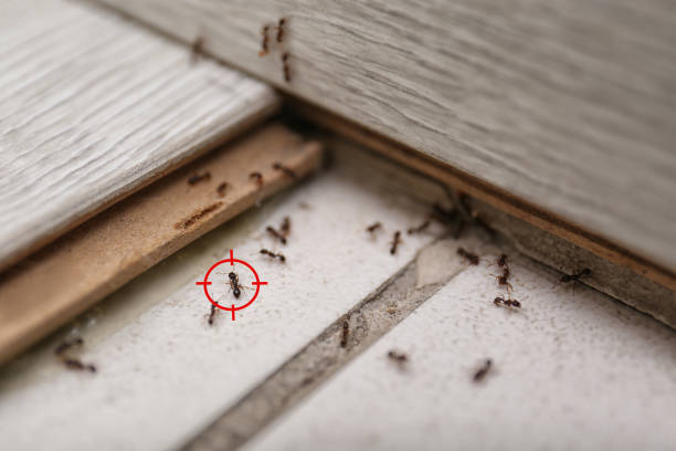 Pest Control Cost in Pacheco, CA