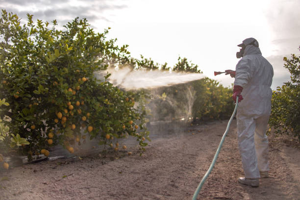 Best Best Pest Control Near Me  in Pacheco, CA