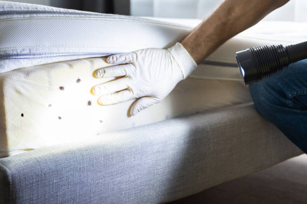 Best Commercial Pest Control Services  in Pacheco, CA