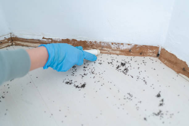 Best Wasp Removal Services  in Pacheco, CA